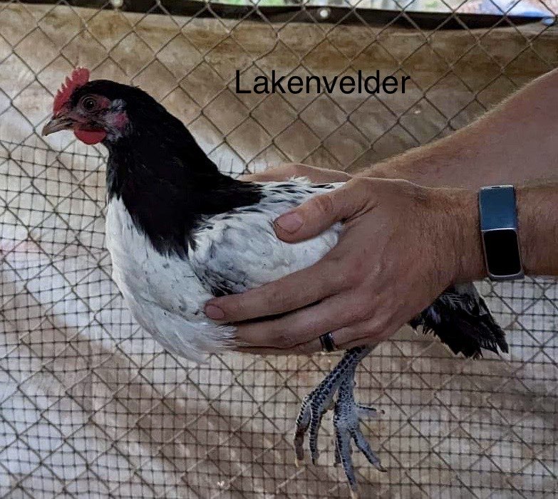 Poultry Hatchery Terra Bella Ranch, LLC